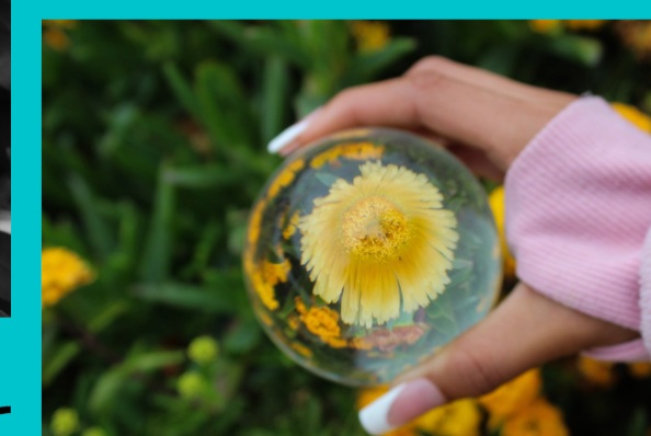 Hand holding a glass sphere over yellow flowers
