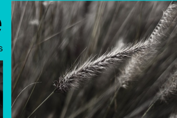 Close-up photograph of textured grass