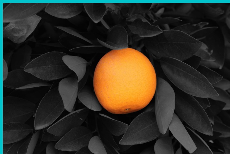 Orange isolated in color among monochrome leaves